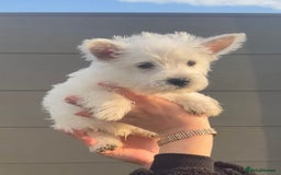 West Highland Terrier dogs for sale: West Highland Terrier pups Dad show lines - Image 14