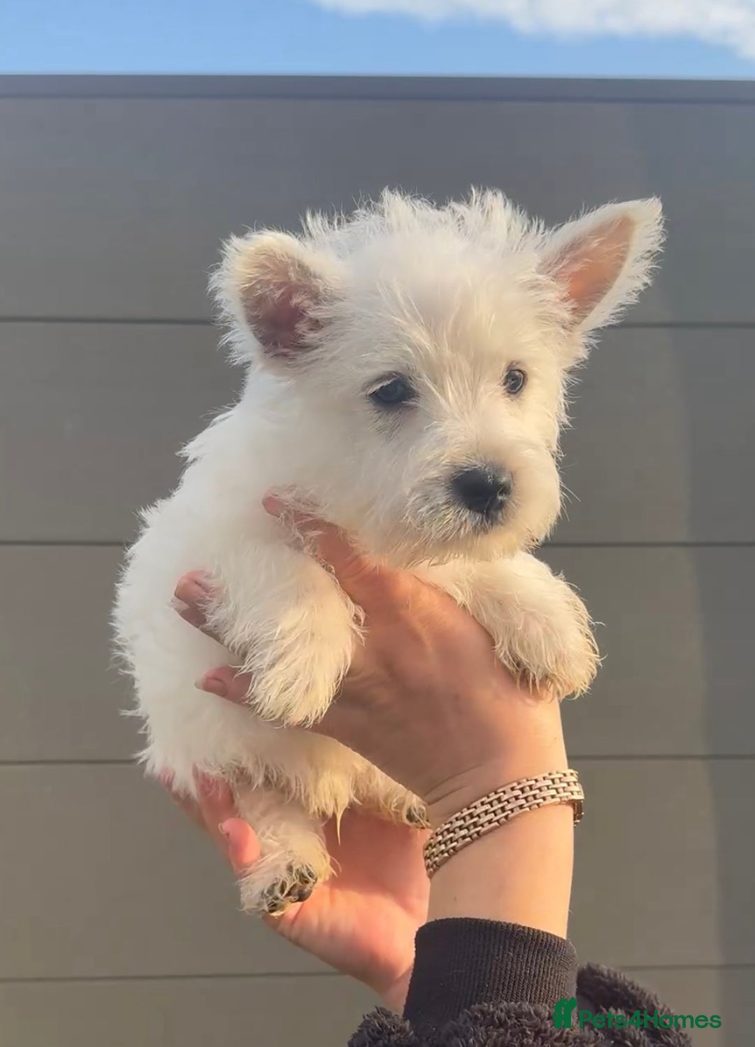 West Highland Terrier dogs for sale: West Highland Terrier pups Dad show lines - Image 14