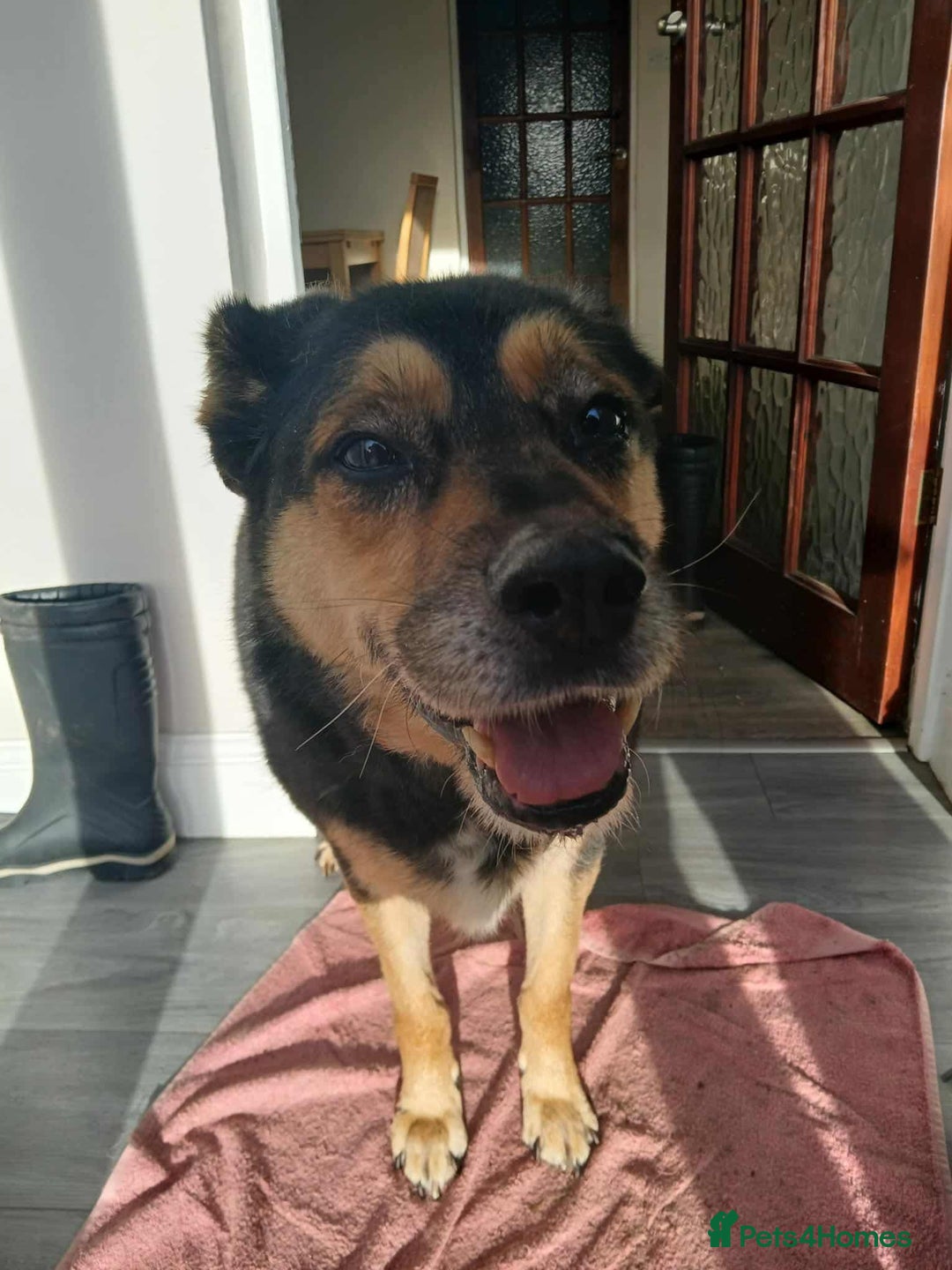 Mixed Breed dogs for adoption: 💕 Meet Freddie – Ready to Love 💕 - Advert 4
