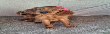 Mixed Breed 5