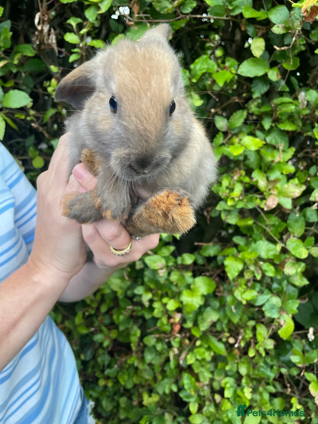 Mini Lop rabbits for sale: Pure Bred Mini Lop Bunnies  - Image 8