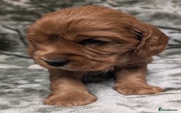 Cockalier dogs for sale: Stunning Health Tested Cockalier Puppies - Image 10