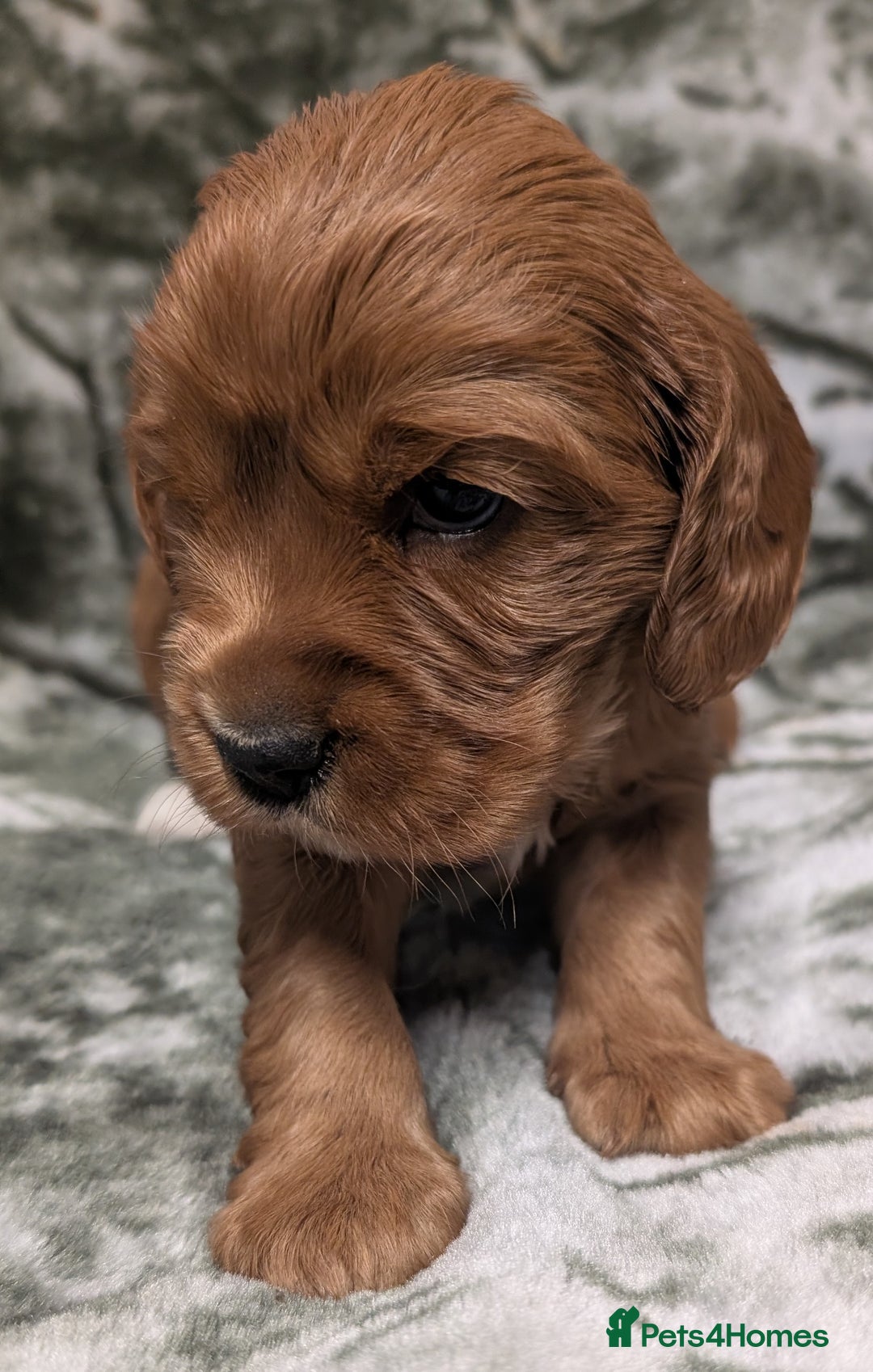 Cockalier dogs for sale: Stunning Health Tested Cockalier Puppies - Image 10