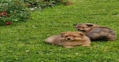 Pomeranian dogs - Advert 4