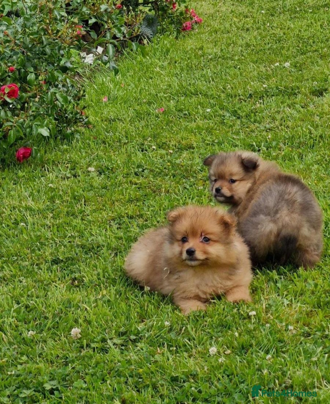 Pomeranian dogs for sale: TINY HEALTH CHECKED POMS - Image 2