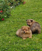 Pomeranian dogs - Advert 13