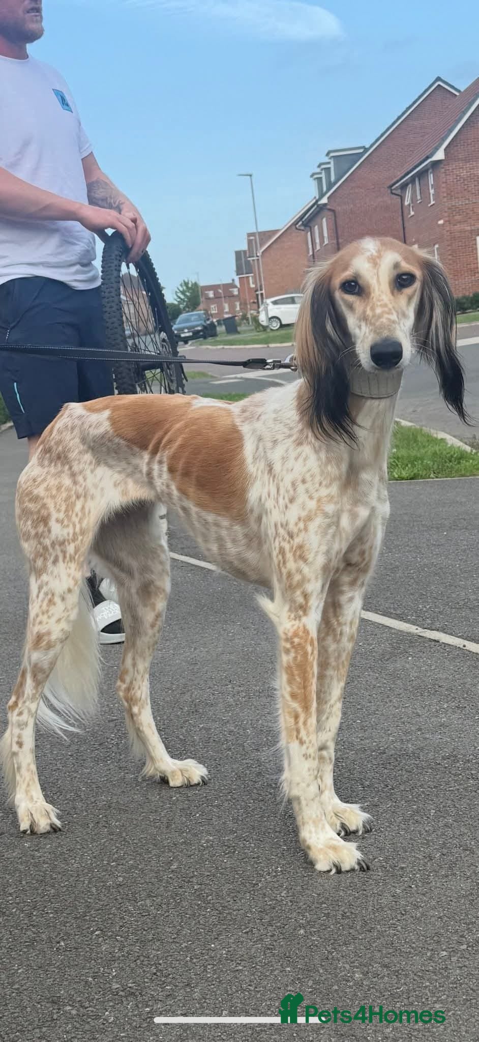 Saluki dogs Reduced registered saluki pup - Advert 1