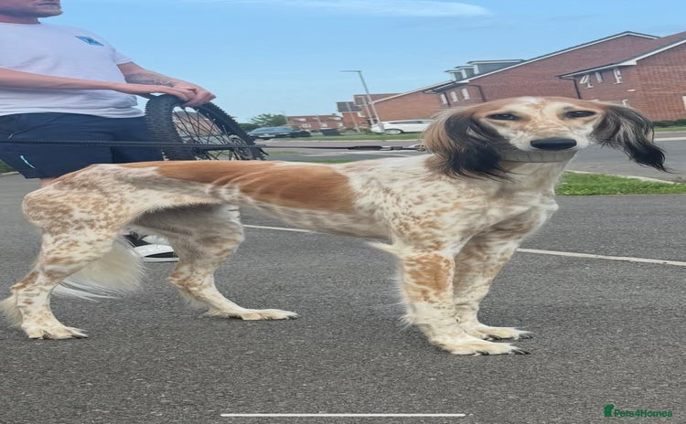 Saluki dogs - Advert 4