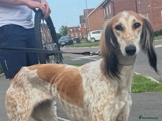 Saluki dogs - Advert 3