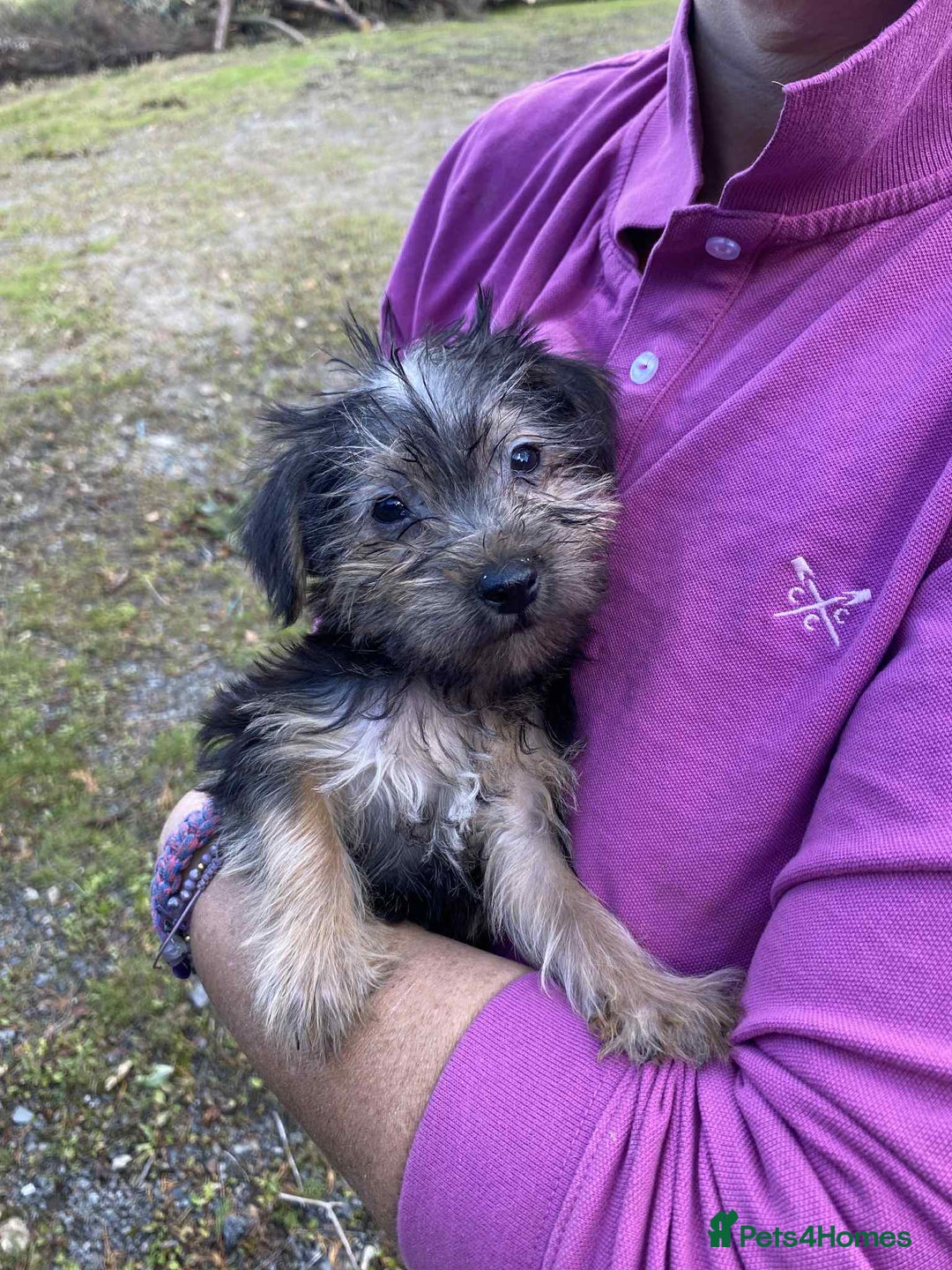 Mixed Breed dogs for sale: Yorkshire terrier x jack Russell pups ready now  - Image 5