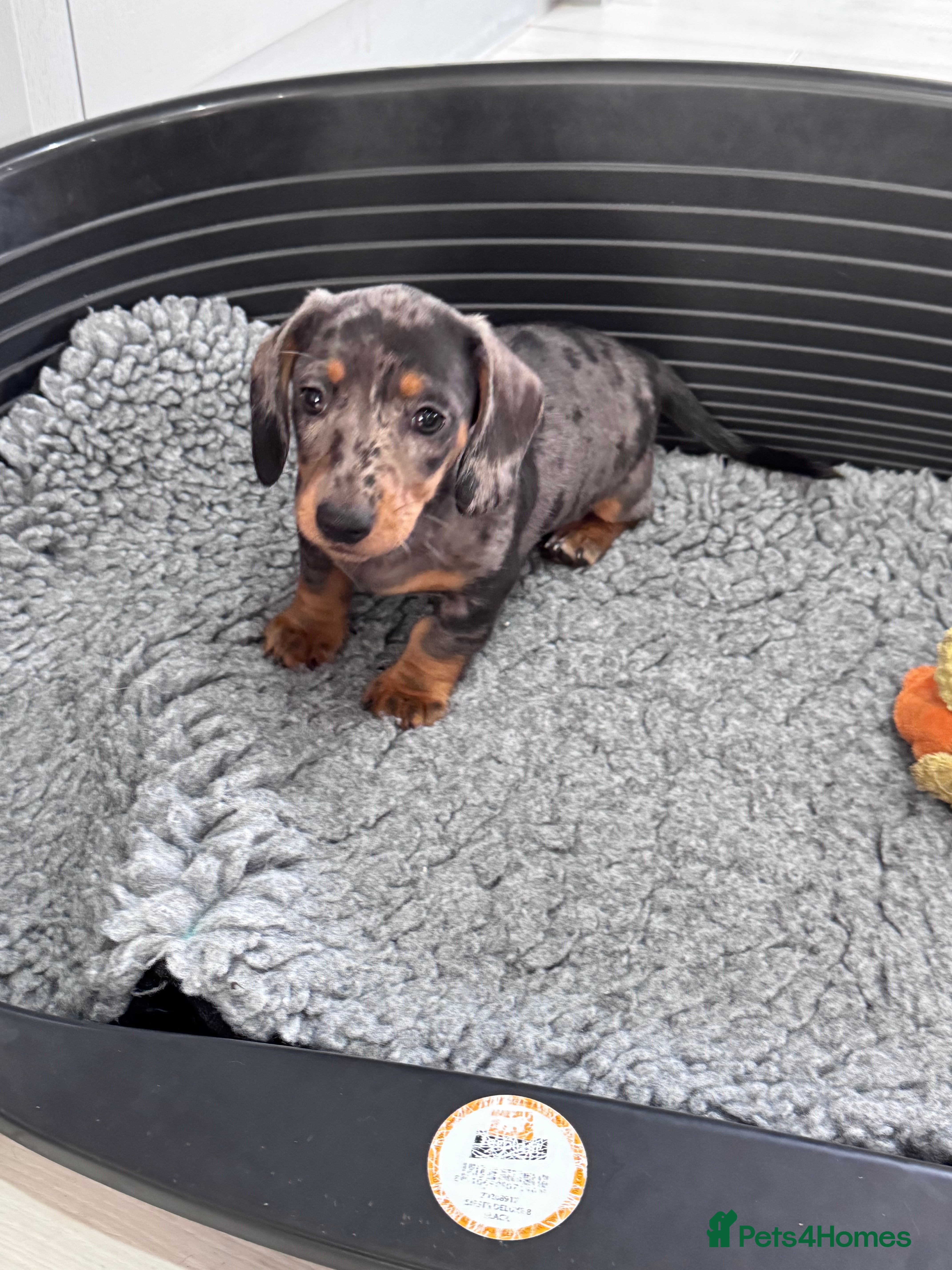 Miniature Dachshund dogs Kennel club registered Miniature dachshunds  - Advert 2