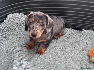 Miniature Dachshund dogs Kennel club registered Miniature dachshunds - Advert 2