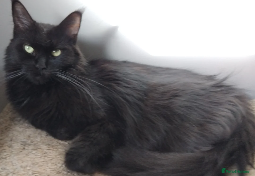 Maine Coon cats for sale: Maine coons kittens GCCF registed - Advert 4