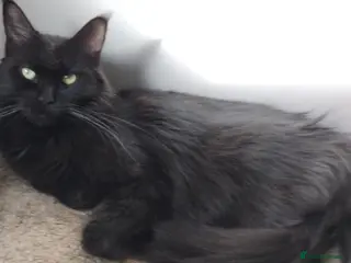 Maine Coon cats Maine coons kittens GCCF . Blue ( grey ) male - Advert 3