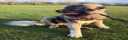 Caucasian Shepherd Dog dogs for stud: Caucasian shepherd stud  in Liverpool - Advert 4