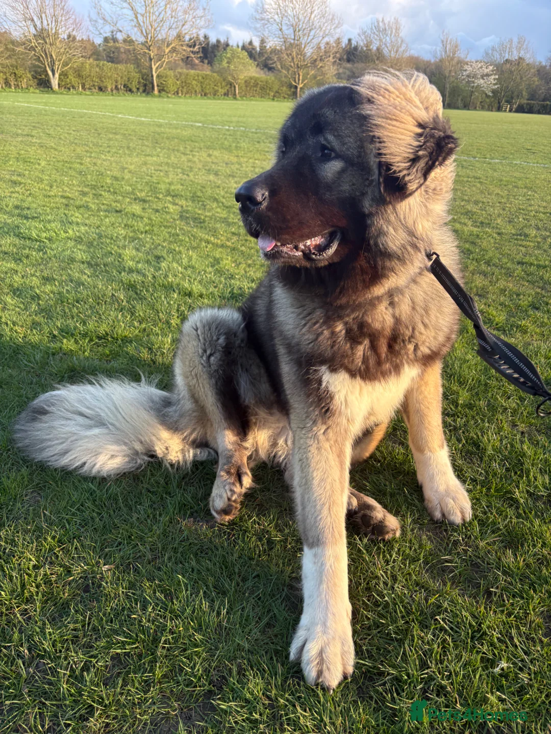 Caucasian Shepherd Dog dogs for stud: Caucasian shepherd stud  in Liverpool - Advert 4