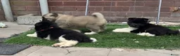 Akita dogs for sale: Wanted: new home for male Akita puppies ready now! - Advert 5