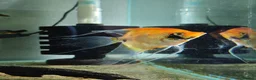 Angelfish fish for sale: Loads angelfish , breeding pairs - Advert 10
