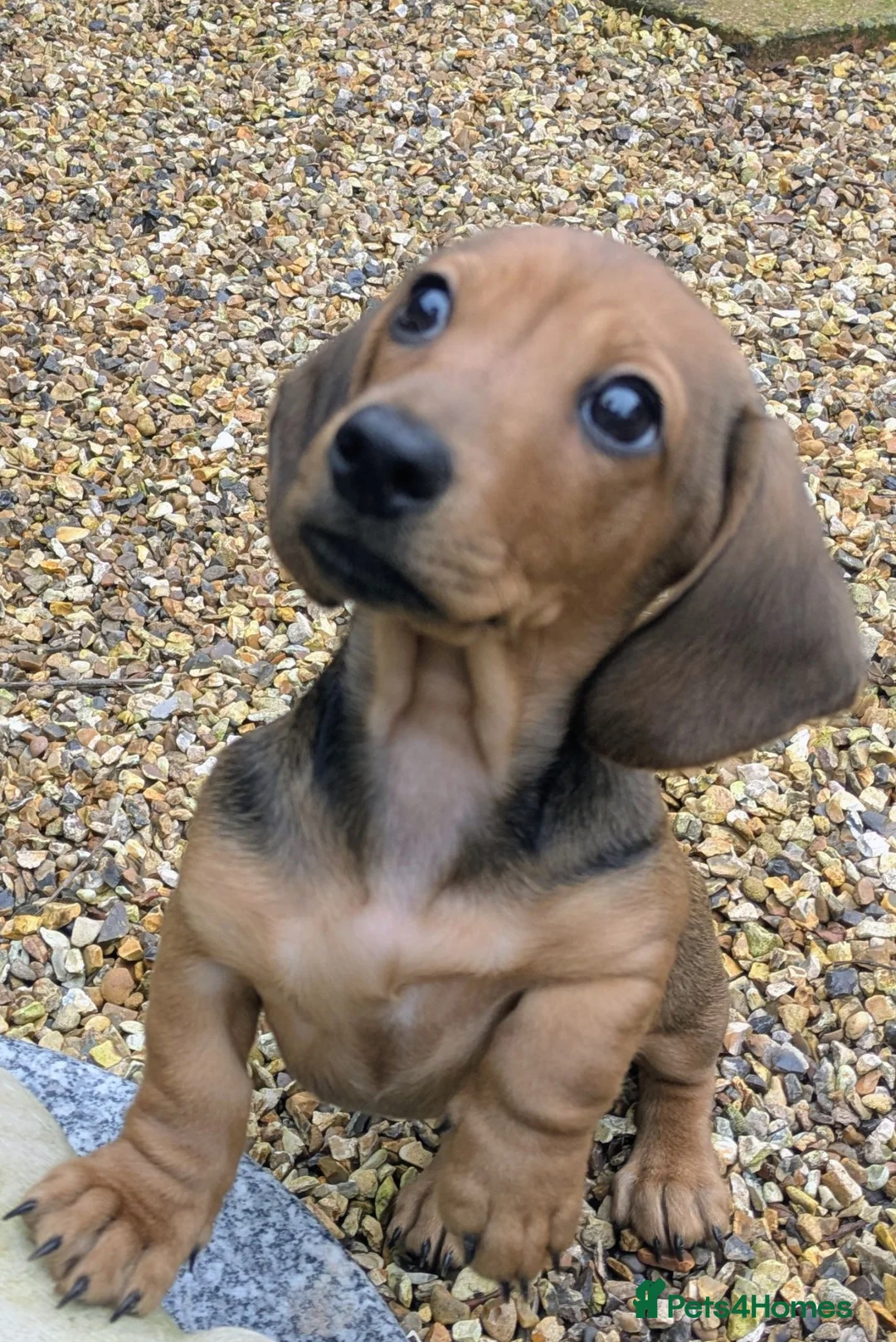 Miniature Dachshund dogs for sale: 6 month old female miniature dachshund  - Advert 2