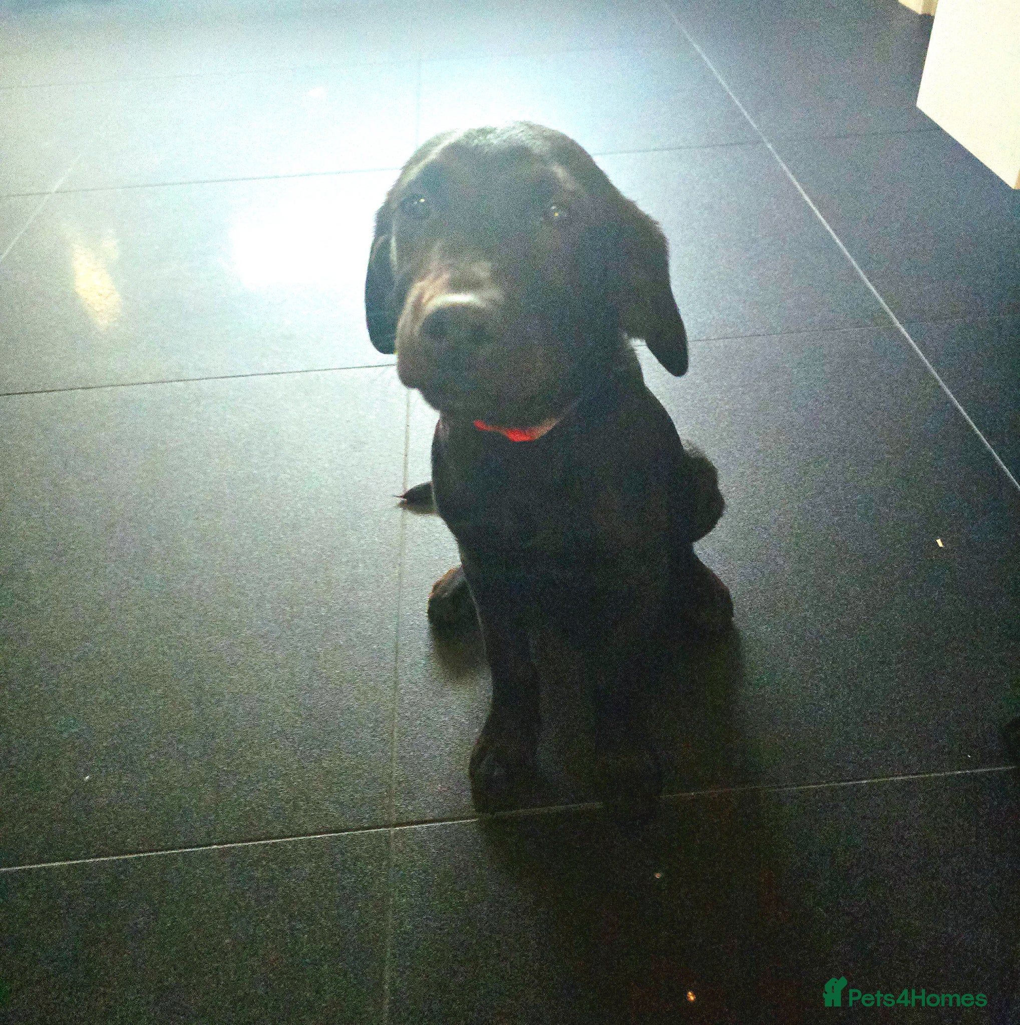 Labrador Retriever dogs Black labrador puppy Ruby ready for collection - Advert 10