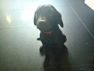 Labrador Retriever dogs Black labrador puppy Ruby ready for collection - Advert 10