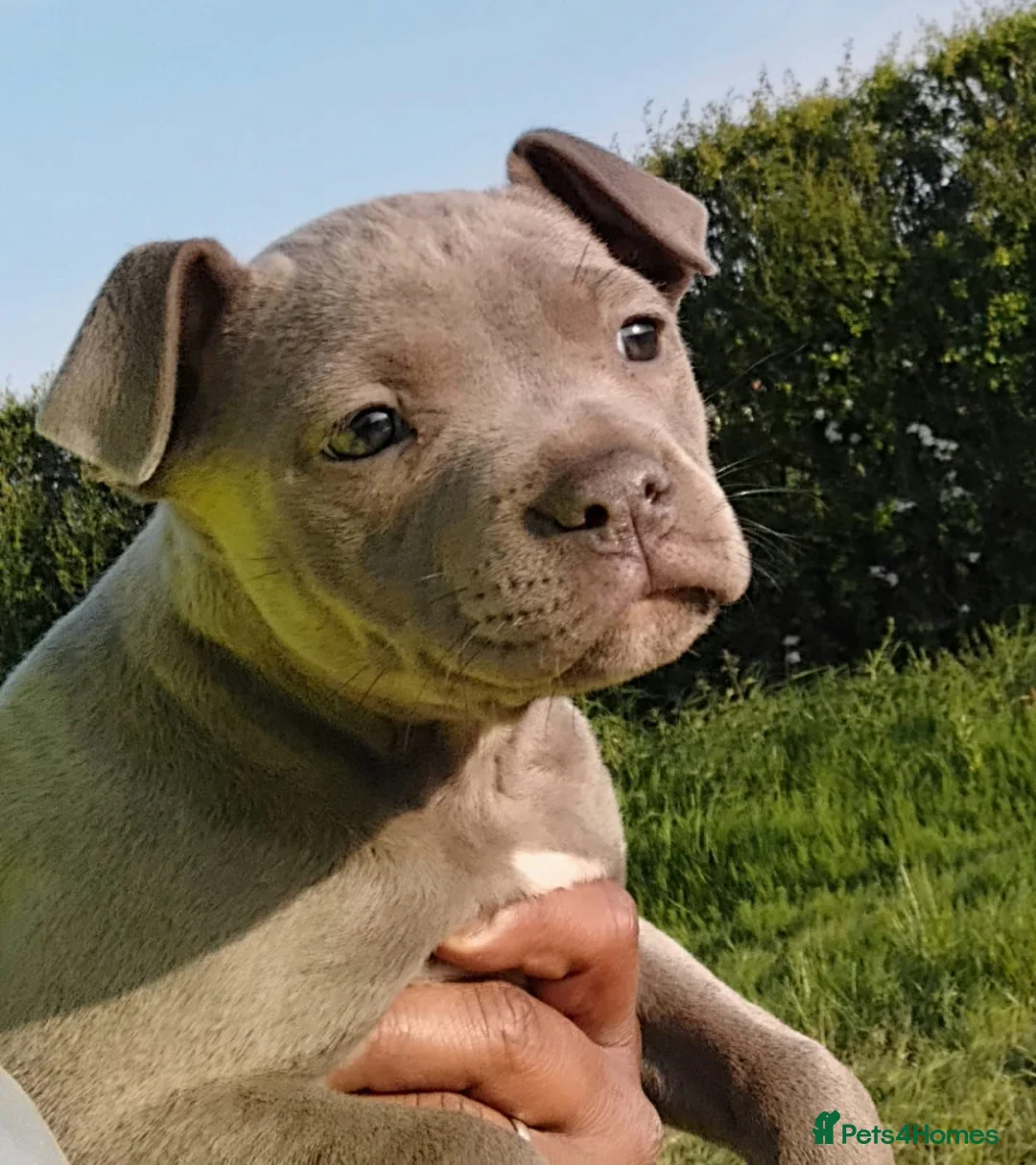 Staffordshire Bull Terrier dogs for sale: STUNNING Staffordshire bull terrier puppies in Birmingham - Advert 2
