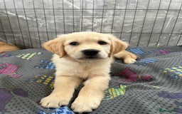Golden Retriever dogs for sale: Kc registered Golden Retriever puppies available  - Image 2