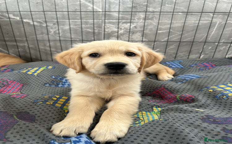 Golden Retriever dogs - Advert 2