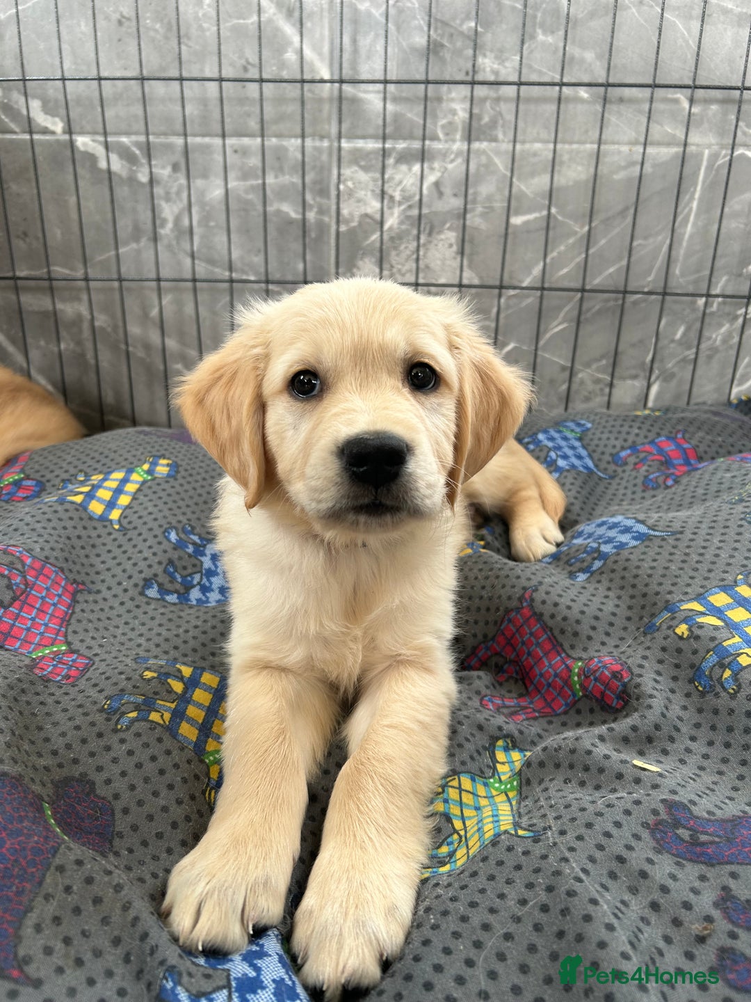 Golden Retriever dogs for sale: Kc registered Golden Retriever puppies available  - Image 2