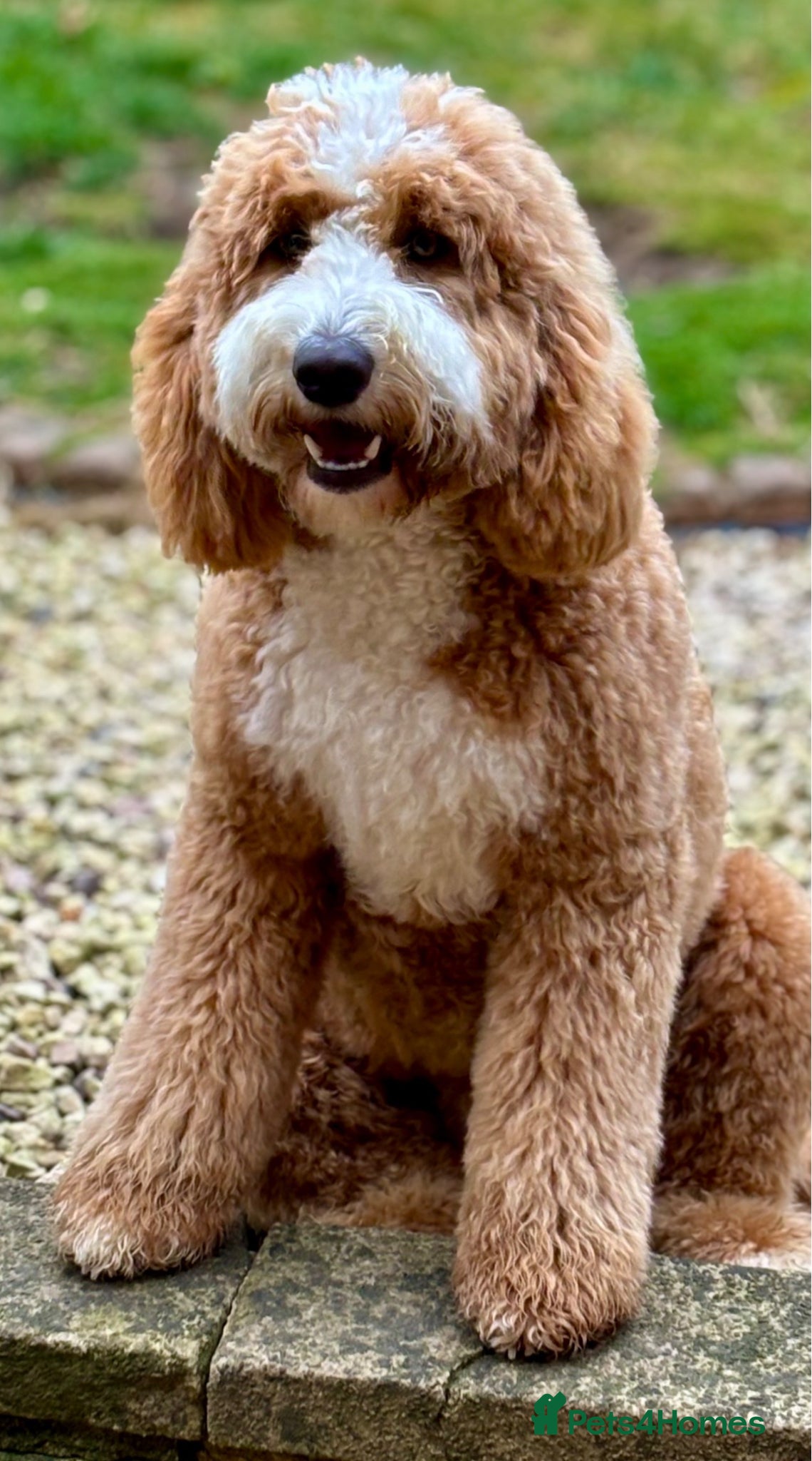 Mixed Breed dogs for sale: Quality Health Tested Goldendoodles - Advert 5