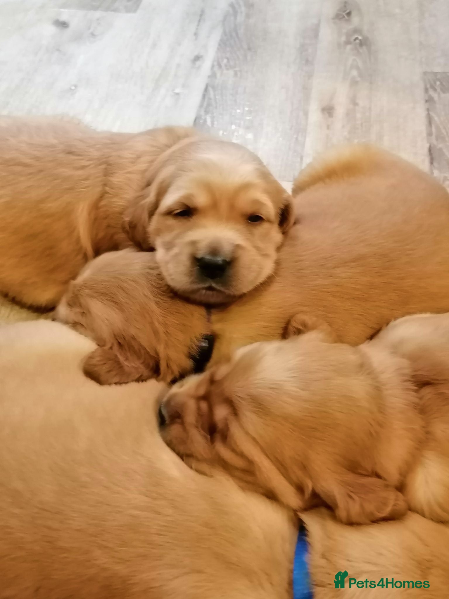 Golden Retriever dogs Stunning KC registered dark puppies - Advert 2