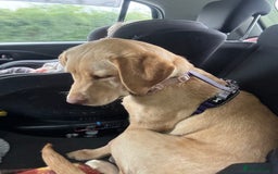 Labrador Retriever dogs for sale: nearly 7 month old labrador girl - Image 9