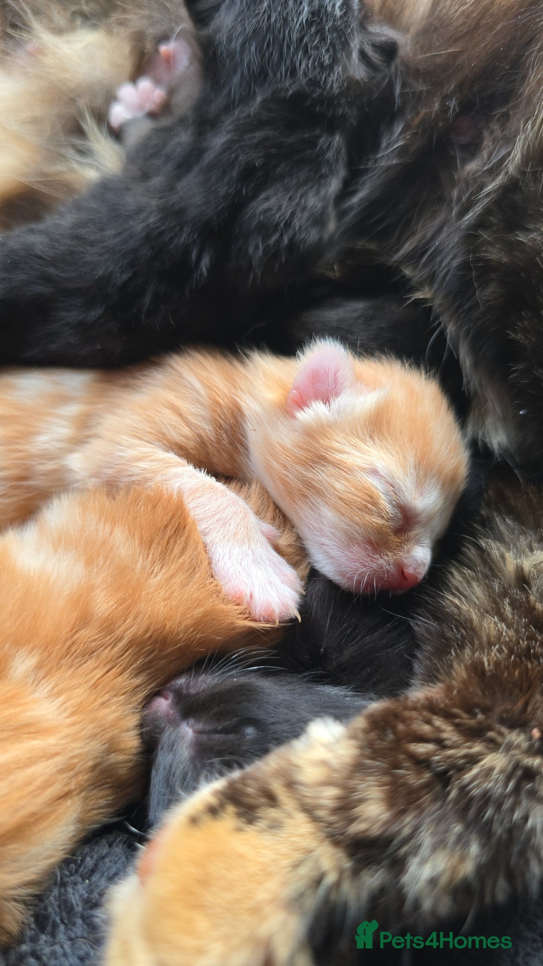 Mixed Breed cats for sale: Kittens for Sale - Image 5