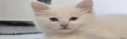Maine Coon cats for sale: Two sassy females needing a home  - Advert 11