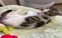 Siberian cats for sale: Last Stunning siberian cross kitten in Manchester - Image 8