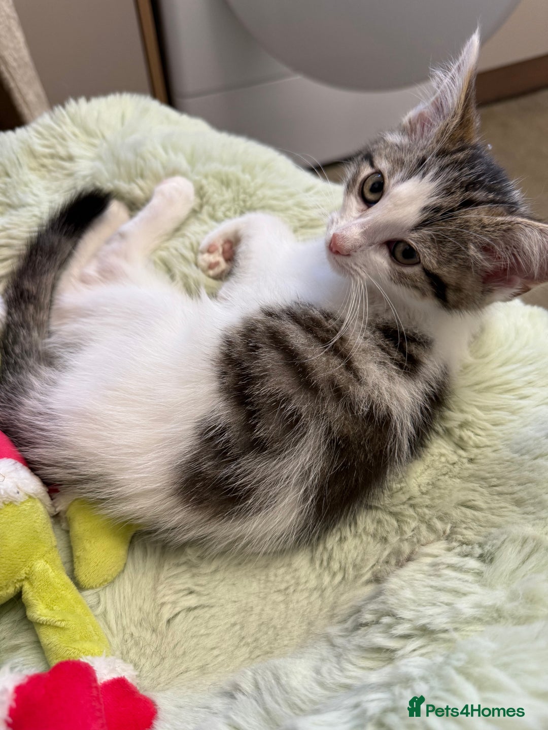 Siberian cats for sale: Last Stunning siberian cross kitten in Manchester - Image 8