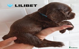 Cocker Spaniel dogs for sale: Stunning Blue/Liver Roan Cocker Spaniels Puppies  - Image 26