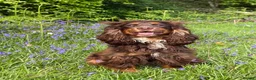 Cocker Spaniel dogs for sale: Liver (Chocolate) Working Cocker Spaniel Puppies  in Stourbridge - Advert 6