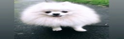 Pomeranian dogs for stud: 1.9kg tiny Proven Ukraine import stud kc reg  in Ferryhill - Advert 14