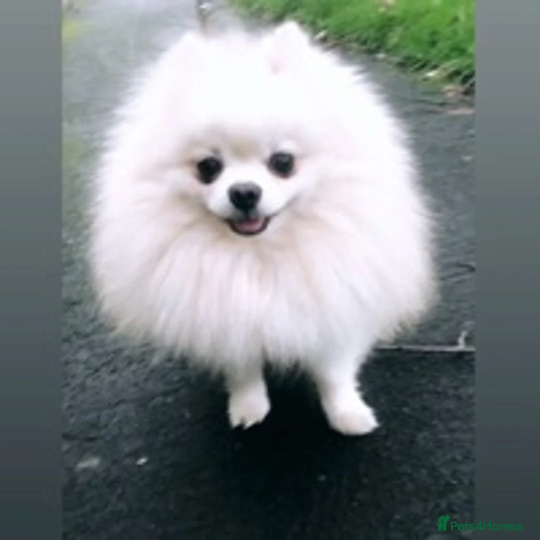 Pomeranian dogs for stud: 1.9kg tiny Proven Ukraine import stud kc reg  in Ferryhill - Advert 14