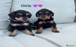 Mixed Breed dogs for sale: F1 MINI SCHNOODLE PUPPIES  - Image 17