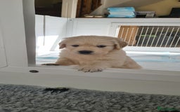 Golden Retriever dogs for sale: White Retriever Puppies Ready Aug 18th - Image 5