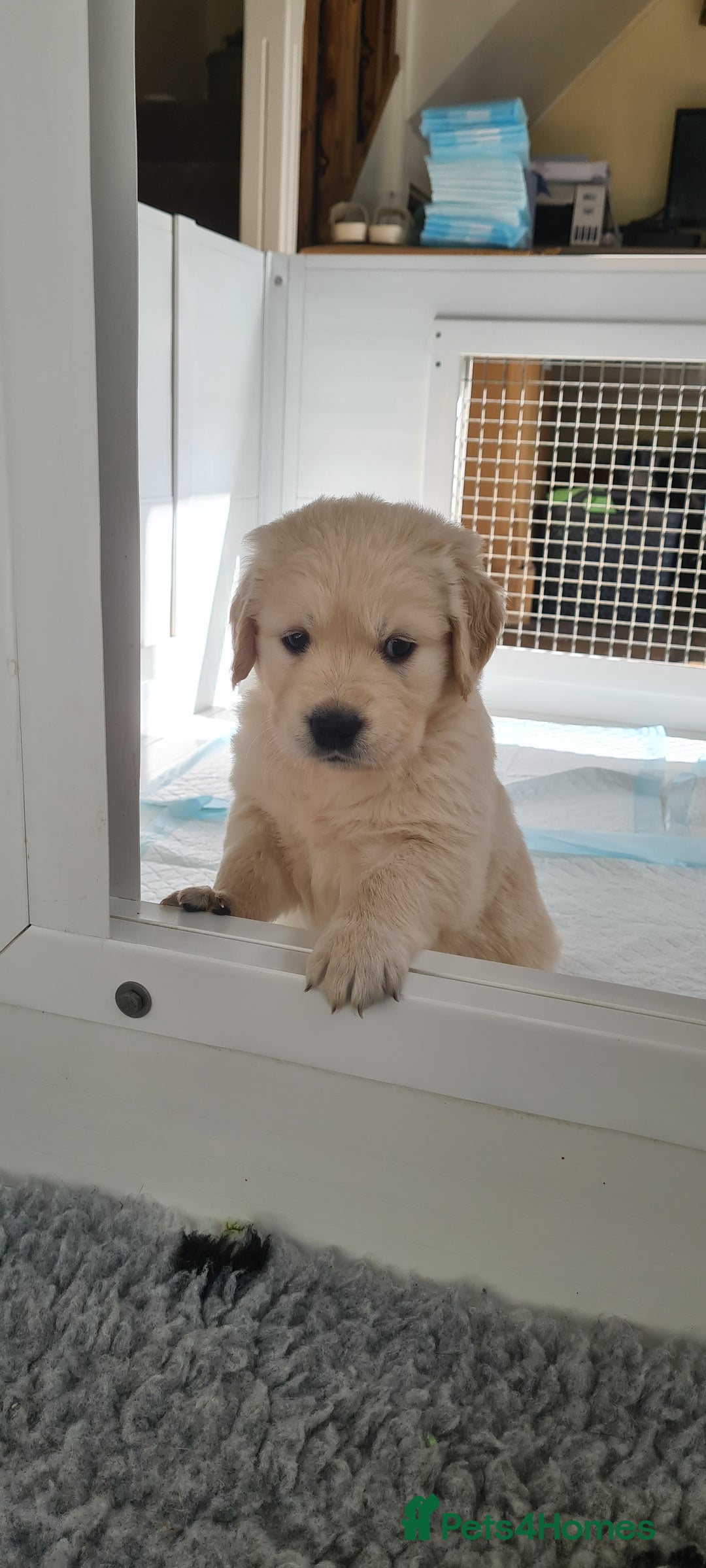Golden Retriever dogs for sale: White Retriever Puppies Ready Aug 18th - Image 5