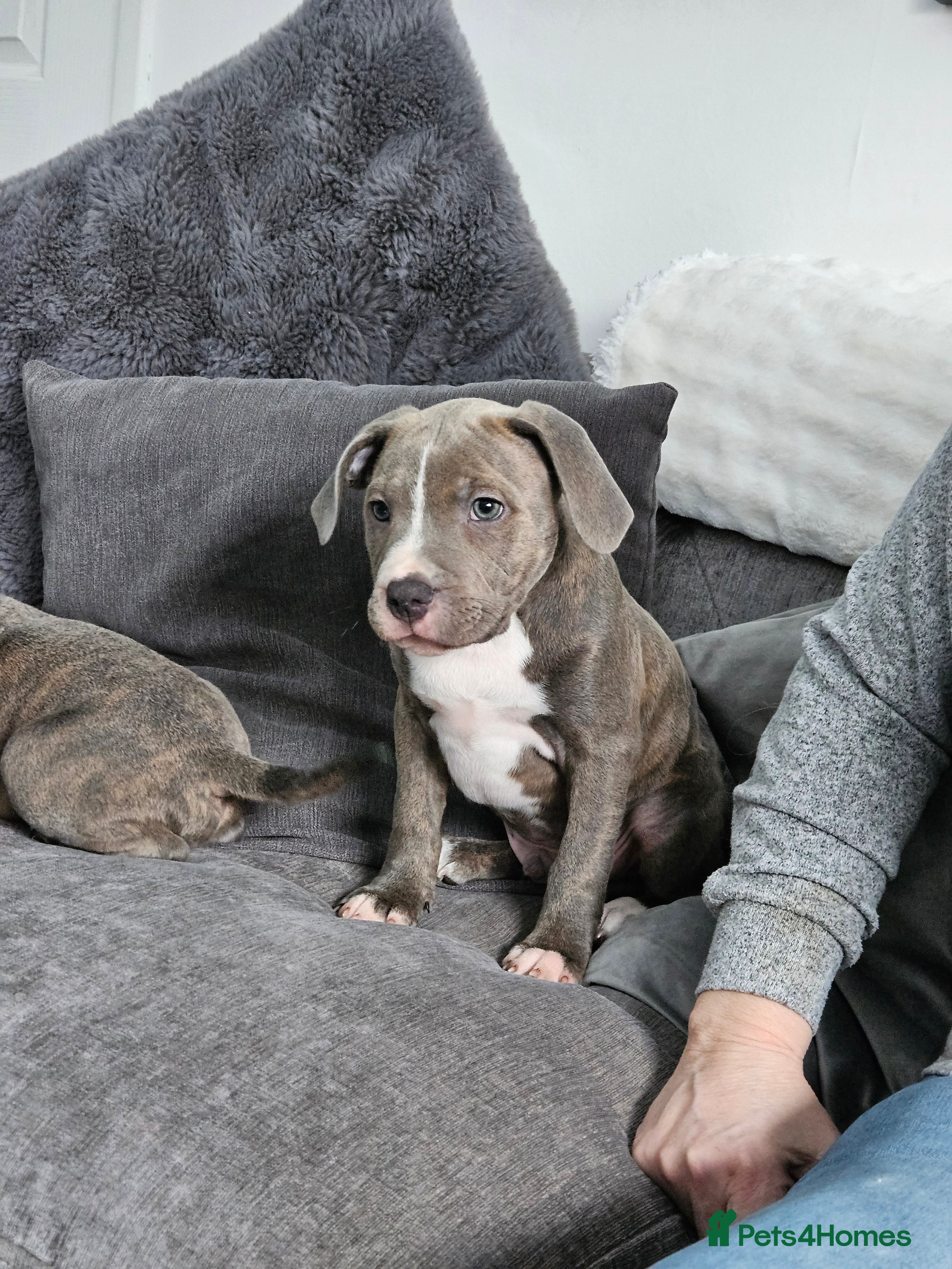 Staffordshire Bull Terrier dogs Staffy Puppies. Exceptional Temperament. - Advert 5