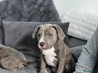 Staffordshire Bull Terrier dogs Staffy Puppies. Exceptional Temperament. - Advert 5
