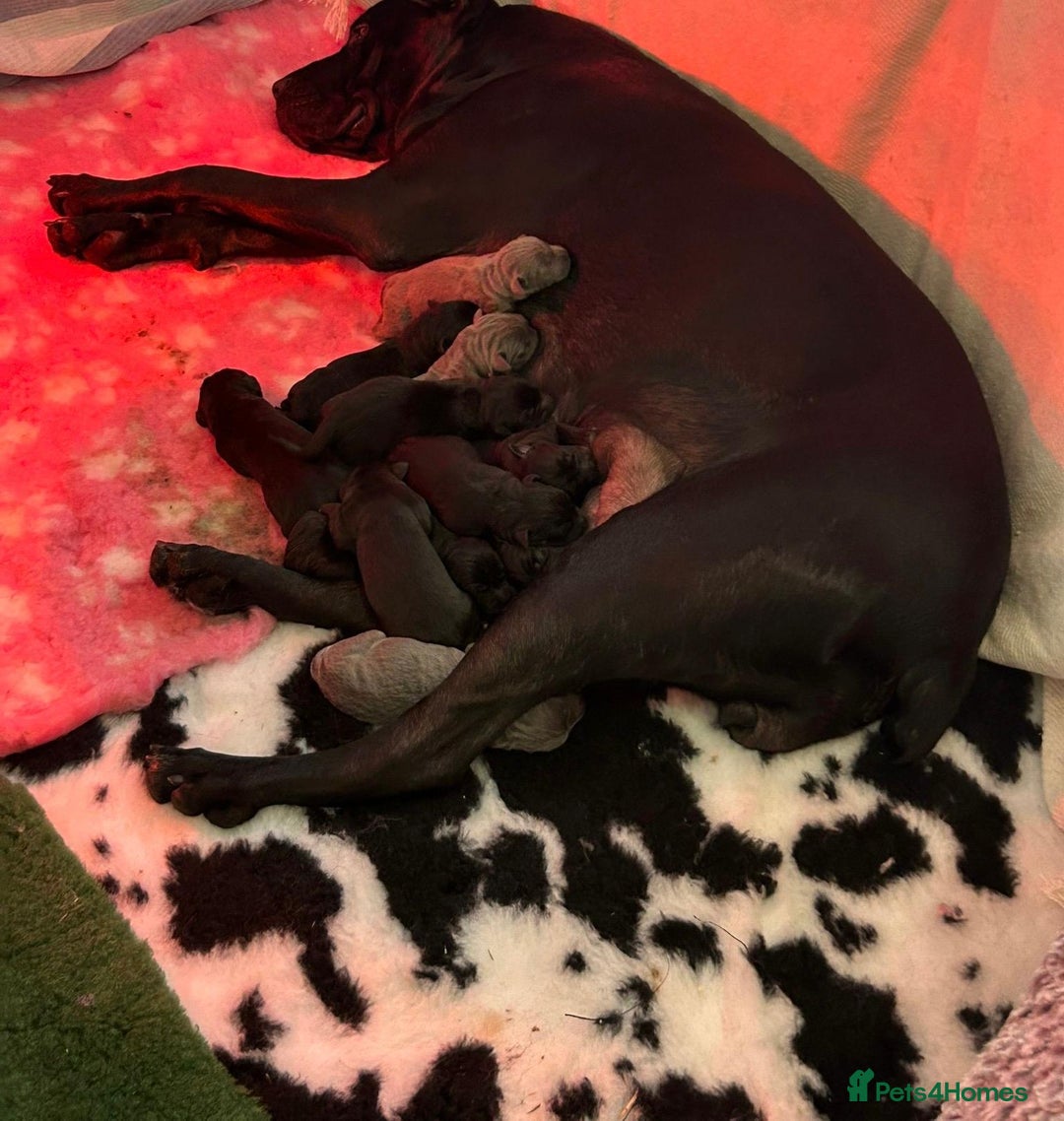Cane Corso dogs for sale: Cane Corso pups  - Advert 1