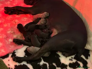 Cane Corso dogs Cane Corso pups - Advert 13