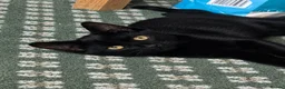 Mixed Breed cats for adoption: 🐾❤️ THREE ADORABLE KITTENS READY in Burton-on-Trent - Advert 7