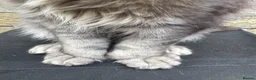 Maine Coon cats for sale: Stunning Maine coon kittens 💖💖 - Advert 19