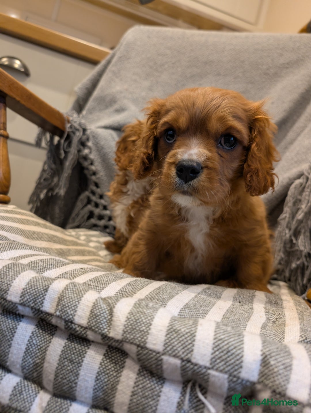 Cavachon dogs for sale: 2 Stunning Deep Red F1b Cavachon Puppies💙🩷 - Advert 9
